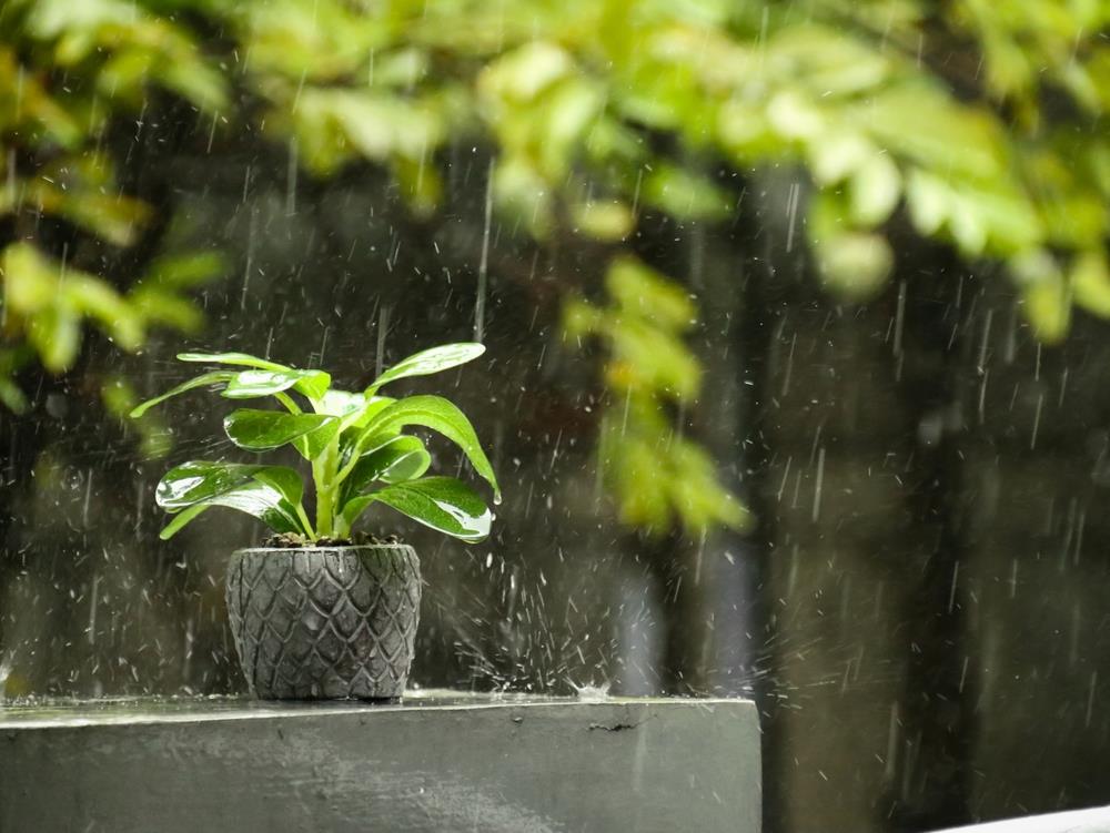 Qué sucede si riegas tus plantas con agua de lluvia